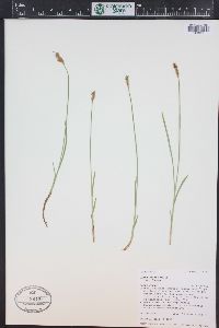 Carex foenea image