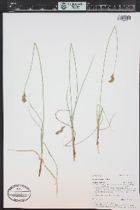 Carex foenea image