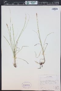 Carex foenea image