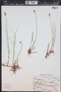 Carex foenea image