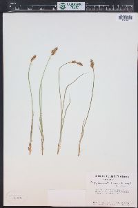 Carex foenea image