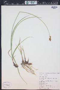 Carex foenea image