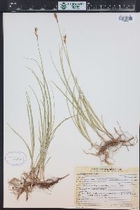 Carex foenea image