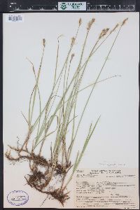 Carex foenea image