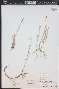 Carex foenea image