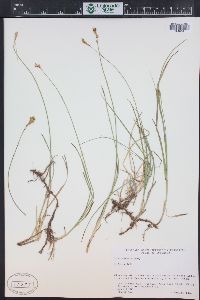 Carex foenea image