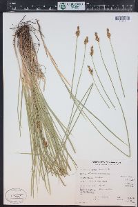 Carex foenea image