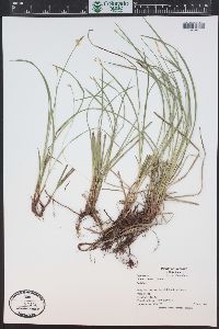 Carex geyeri image