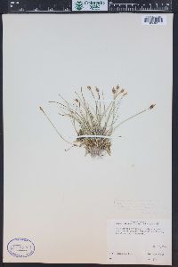 Carex gynocrates image