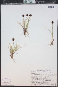 Carex haydeniana image