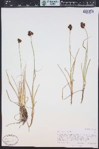 Carex haydeniana image