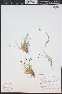 Carex nardina image