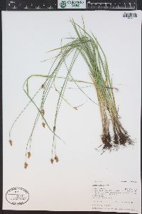 Carex hoodii image