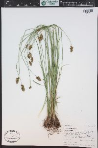 Carex hoodii image