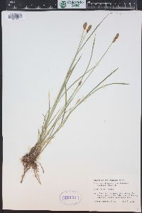 Carex hoodii image