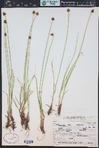 Carex illota image