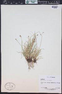 Carex illota image