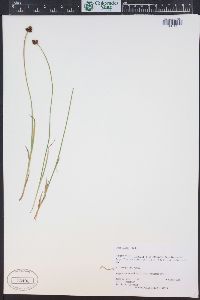 Carex illota image