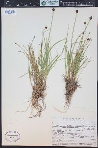 Carex illota image