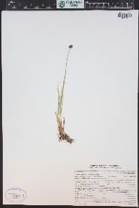 Carex illota image