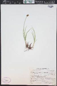 Carex jonesii image