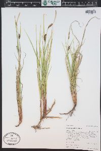 Carex lasiocarpa image