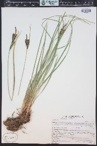 Carex kelloggii image