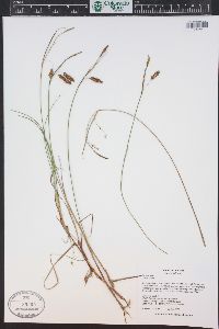 Carex limosa image