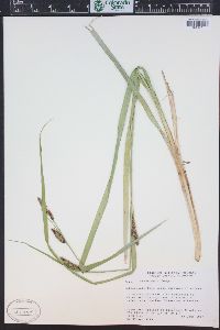 Carex nebrascensis image