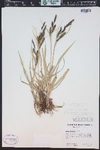 Carex nebrascensis image