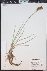 Carex nebrascensis image