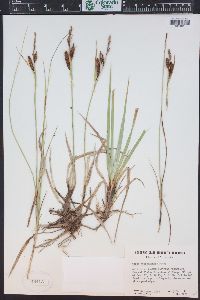 Carex nebrascensis image