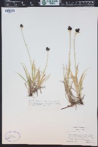 Carex nelsonii image