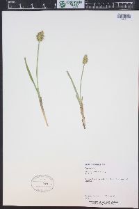 Carex neurophora image