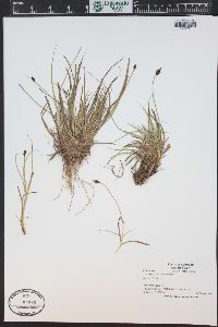 Carex nigricans image