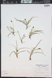 Carex rupestris image