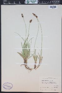 Carex nigricans image