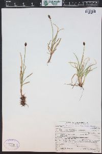 Carex nigricans image