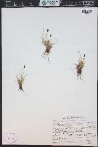 Carex nigricans image