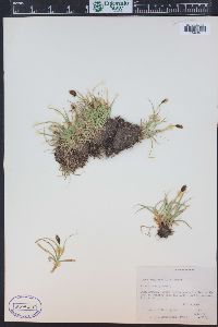 Carex nigricans image