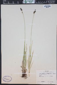 Carex stevenii image