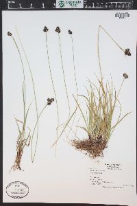 Carex nova image