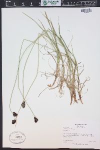 Carex nova image