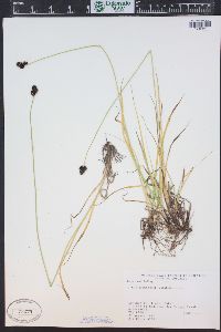 Carex nova image