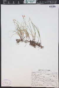 Carex obtusata image