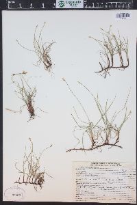 Carex obtusata image