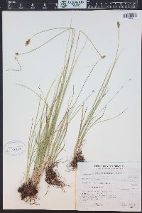 Carex occidentalis image