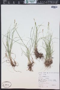 Carex occidentalis image