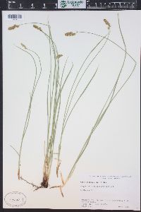 Carex occidentalis image