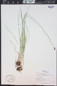 Carex occidentalis image